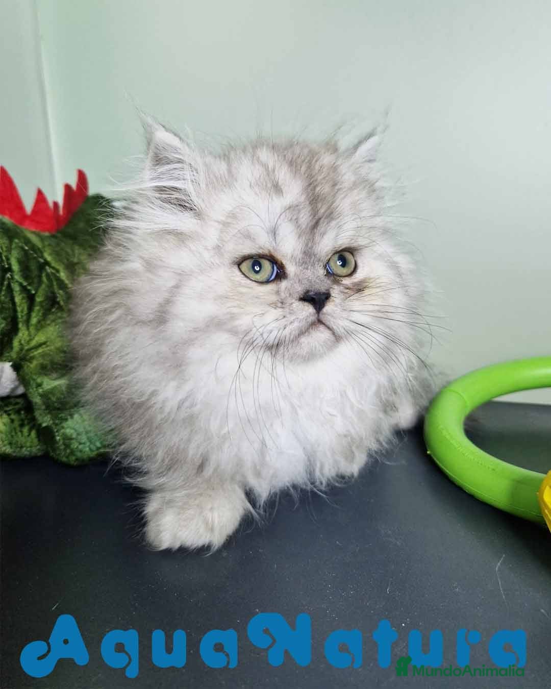 Persa gatos en venta: Persa Macho Virgi 7732 AQUANATURA - Imagen 5