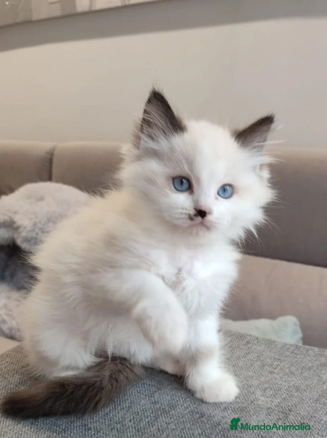 Ragdoll gatos en venta: Gatitos Ragdoll - Anuncio 22