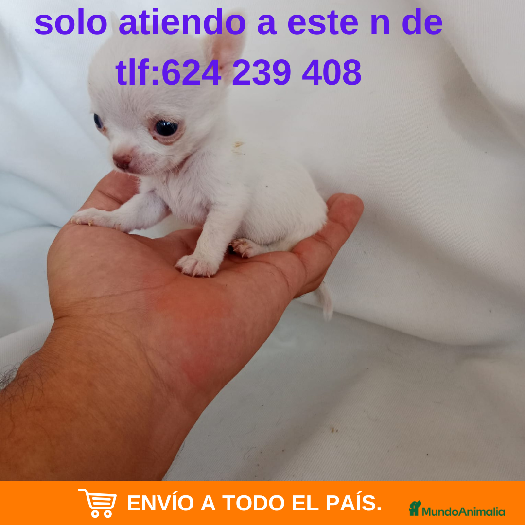 Chihuahua perros preciosos chihuahua linea  Rusa - Anuncio 1