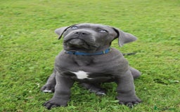 Cane Corso perros en venta: Camada de 🌟Cane Corso🌟 - Imagen 1