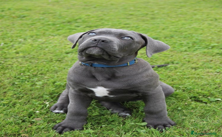 Cane Corso perros - Anuncio 1