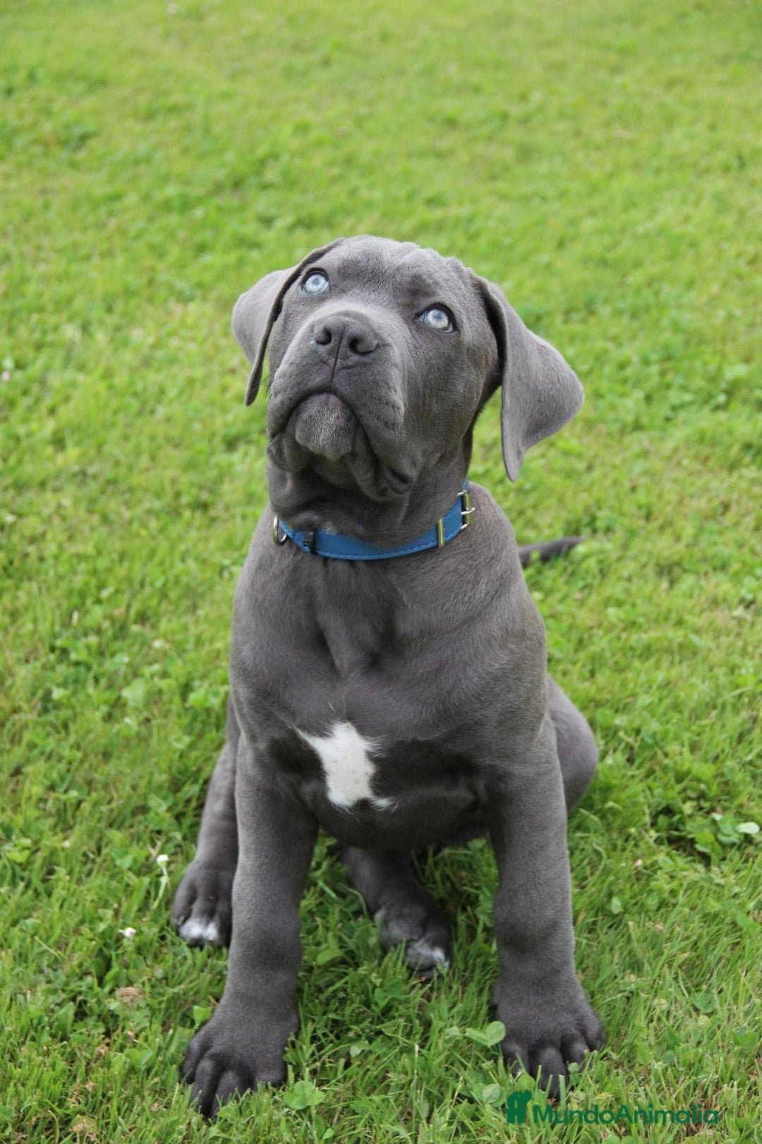 Cane Corso perros en venta: Camada de 🌟Cane Corso🌟 - Imagen 1