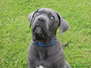 Cane Corso perros - Anuncio 3