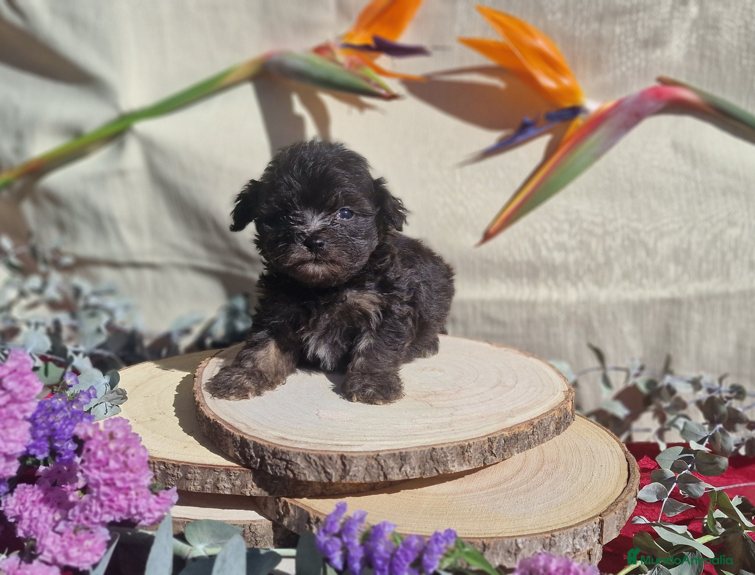 Maltipoo perros Maltipoo F2 - Anuncio 7