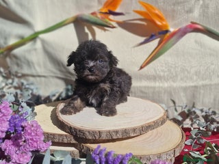 Maltipoo perros Maltipoo F2 - Anuncio 20