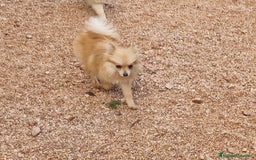 Spitz pequeño - Kleinspitz perros en venta: Spizt/Pomerania toy Hembra sable - Anuncio 3