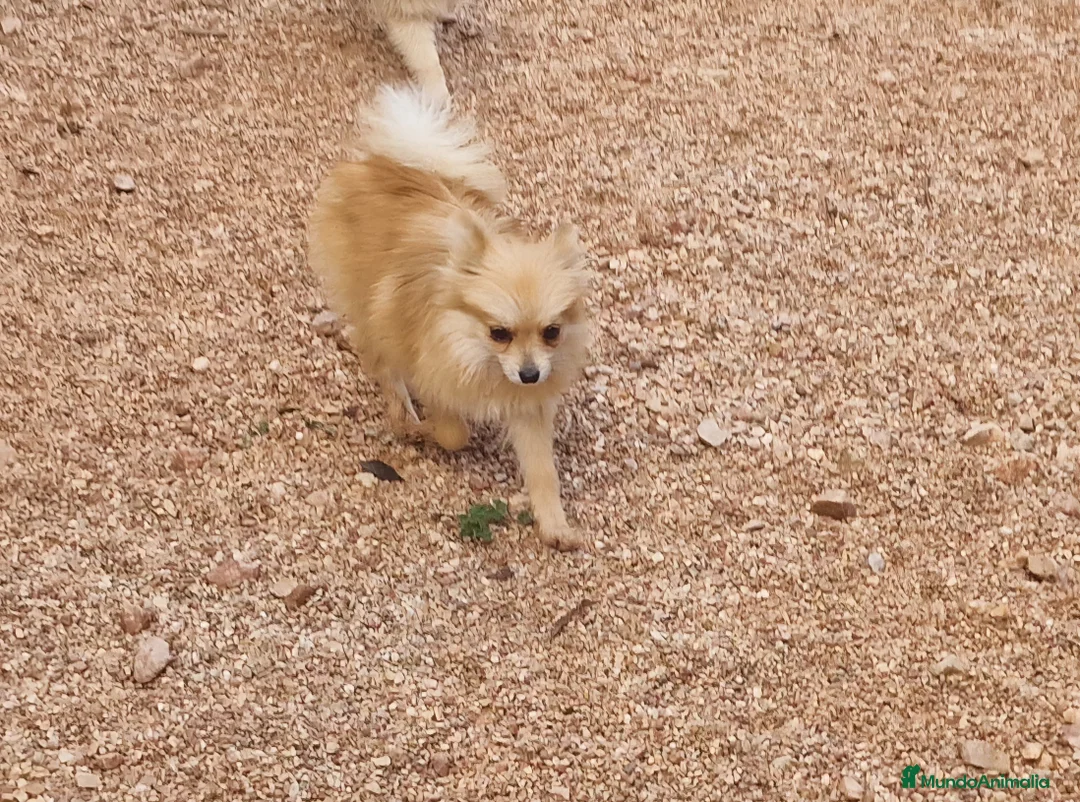 Spitz pequeño - Kleinspitz perros en venta: Spizt/Pomerania toy Hembra sable - Anuncio 3