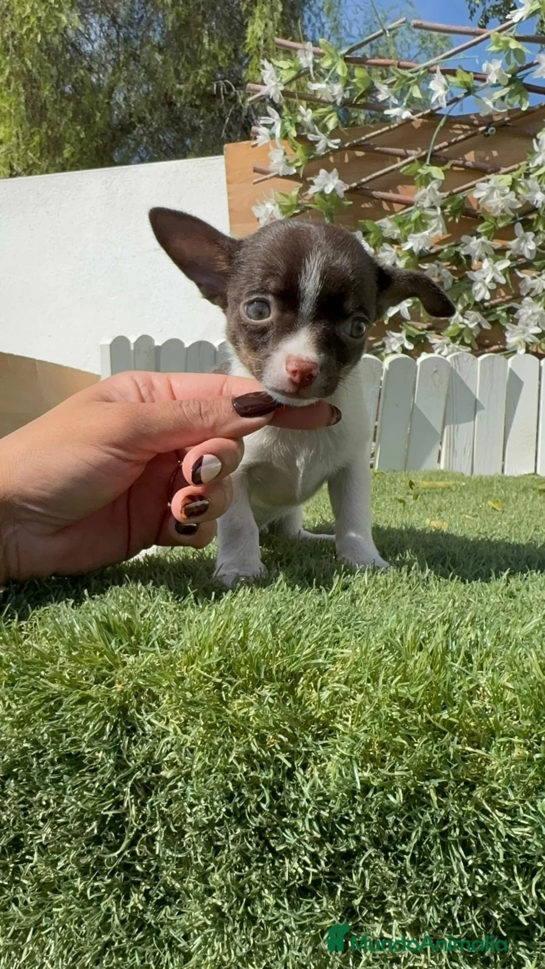 Chihuahua perros en venta: CHIHUAHUA - Anuncio 26