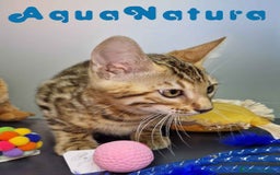 Bengalí gatos en venta: Bengali Macho 4605 AQUANATURA - Imagen 6