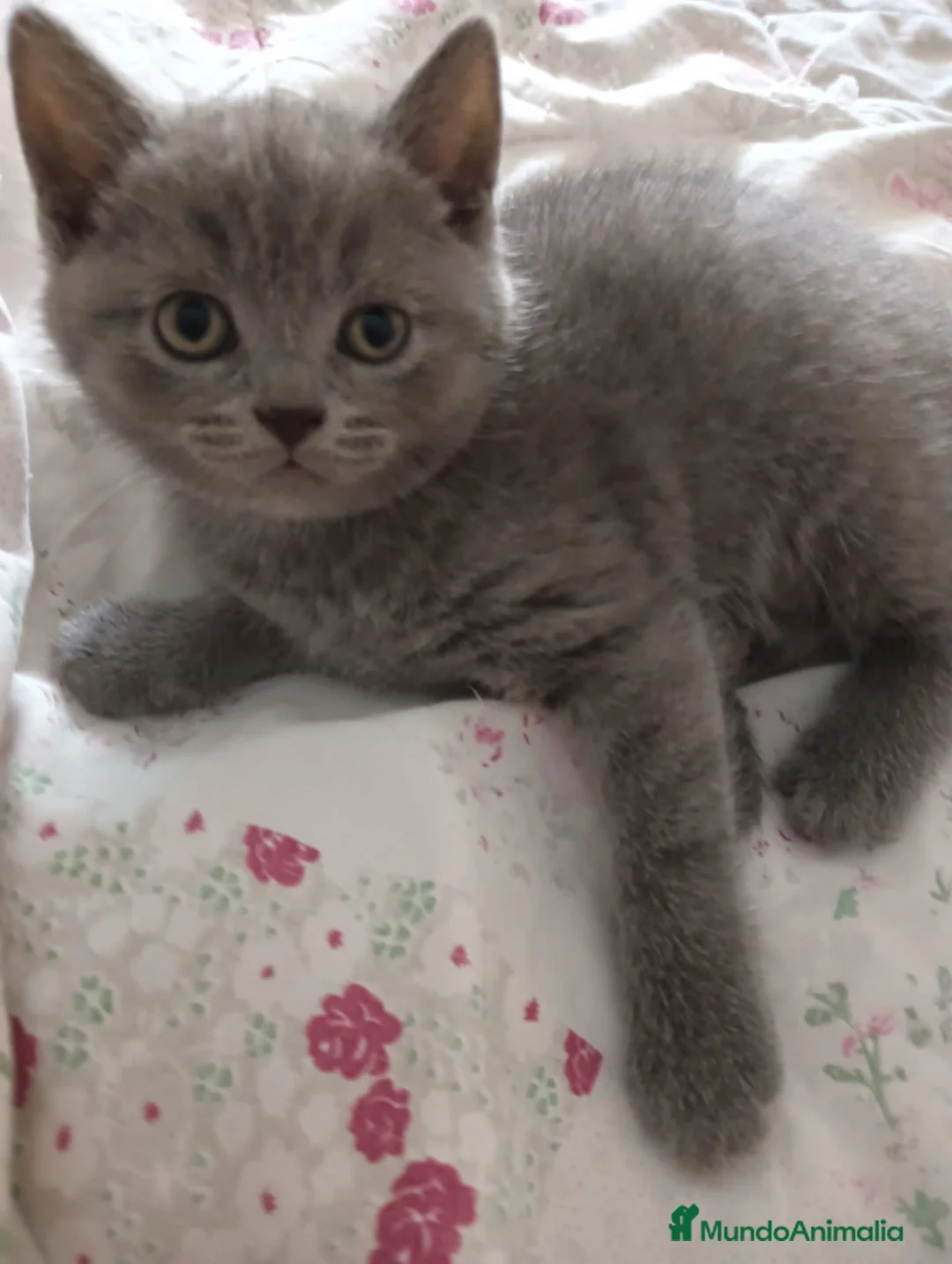 Británico de Pelo Corto Azul gatos en venta: British Shorthair 641387649 - Anuncio 1