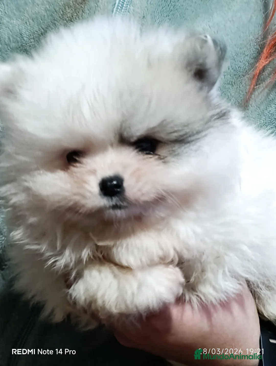 Pomerania perros en venta: Pomeranian  - Anuncio 2