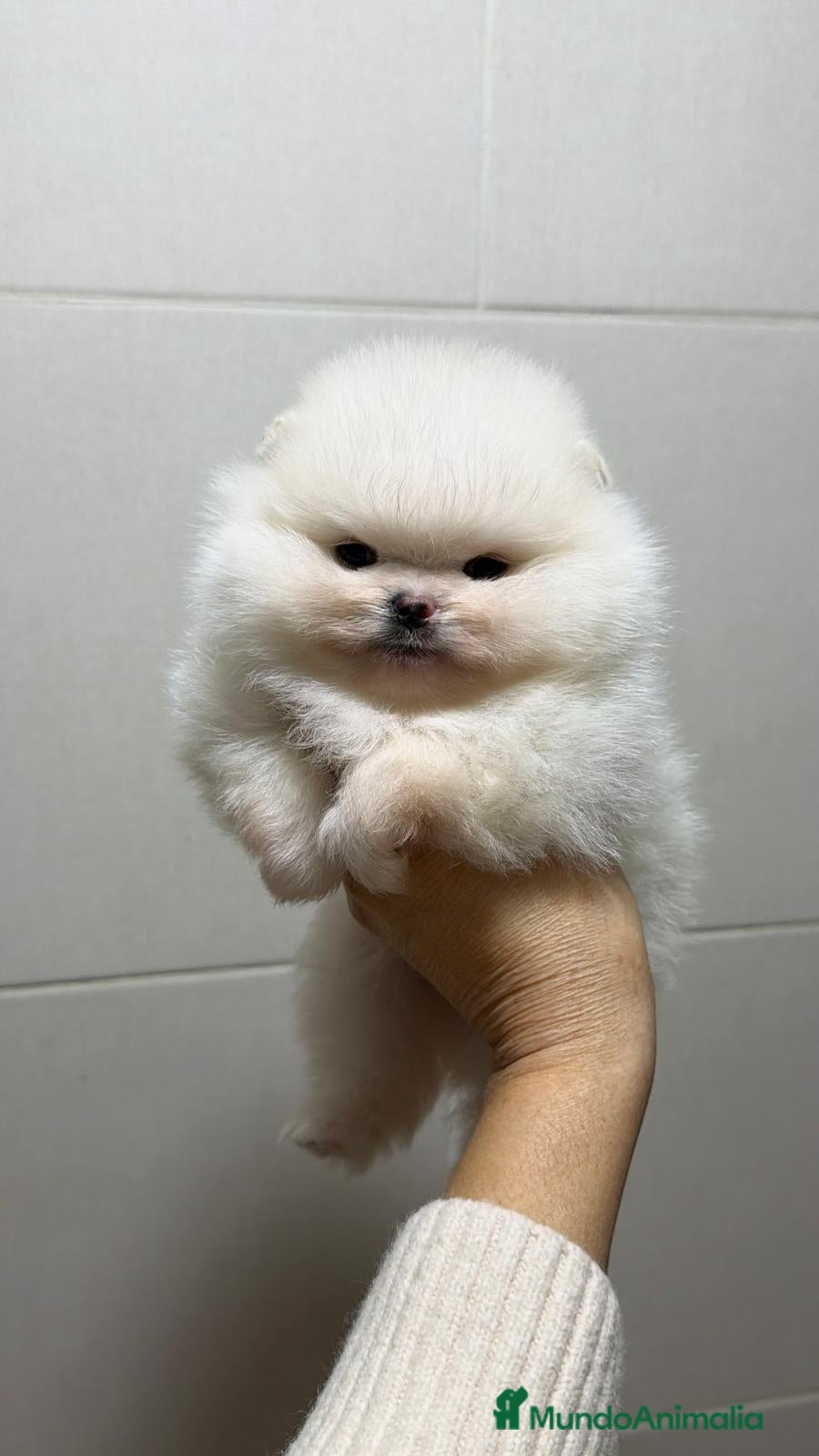 Pomerania perros Hembra Pomerania  - Anuncio 1