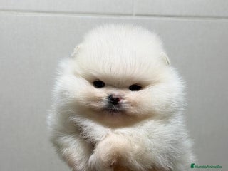Pomerania perros Hembra Pomerania - Anuncio 2