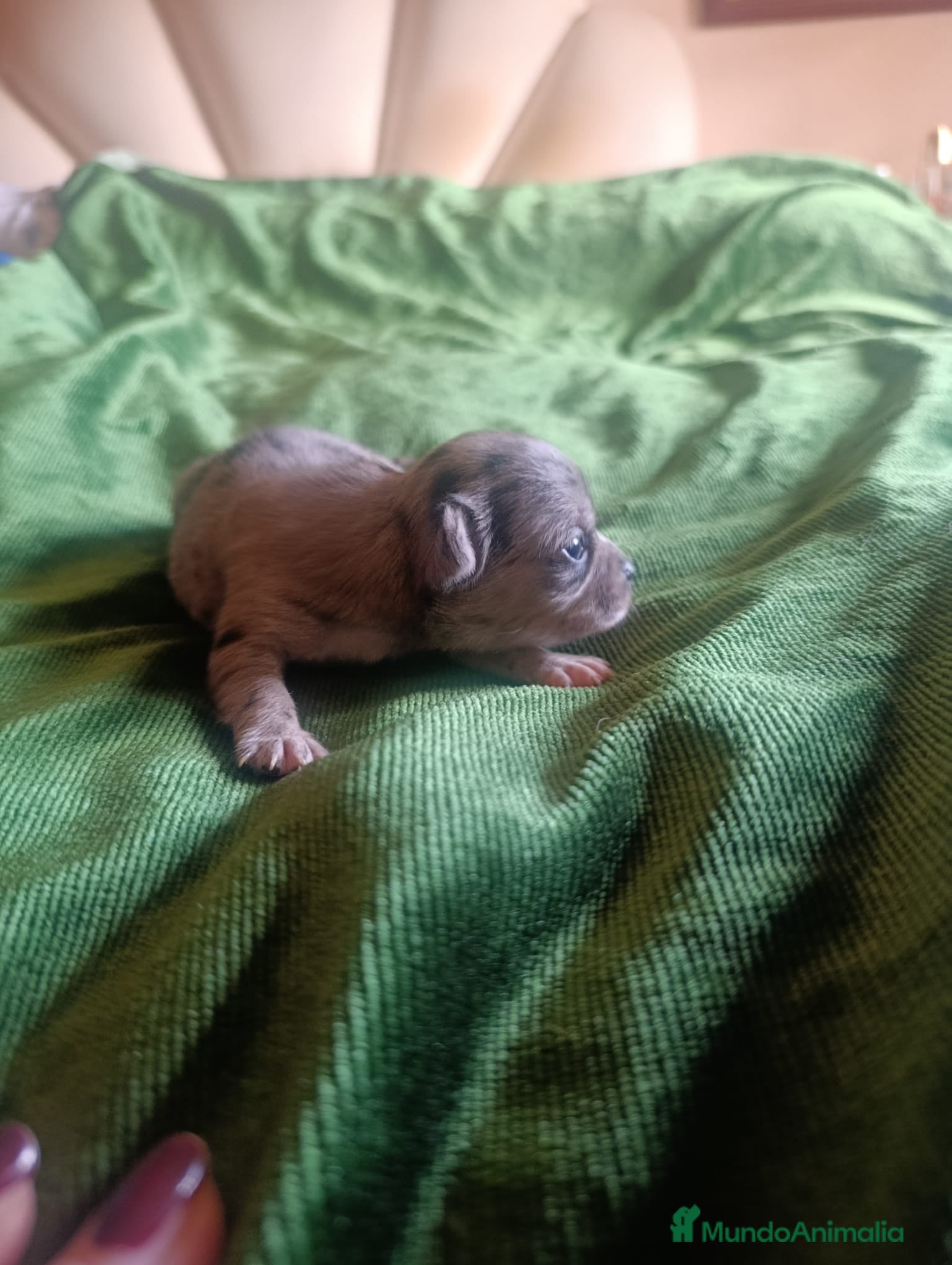 Chihuahua perros CHIHUAHUAS MERLES EXOTICOS EXCLUSIVOS - Anuncio 1