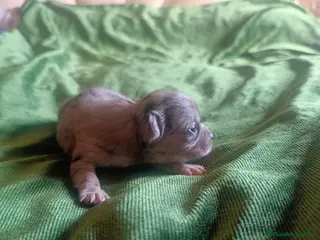 Chihuahua perros CHIHUAHUAS MERLES EXOTICOS EXCLUSIVOS - Anuncio 7