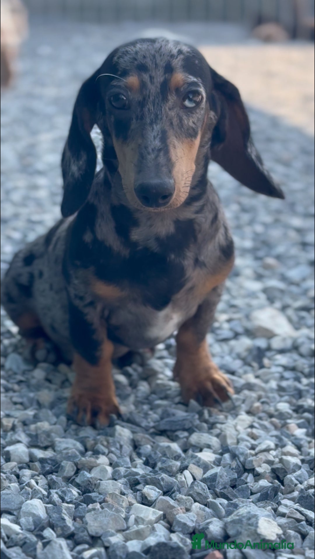 Teckel Miniatura perros en venta: UN SEÑOR TECKEL MINIATURA, DON GREGORIO  - Imagen 2
