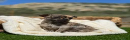 Chihuahua perros en venta: CHIHUAHUA - Anuncio 2