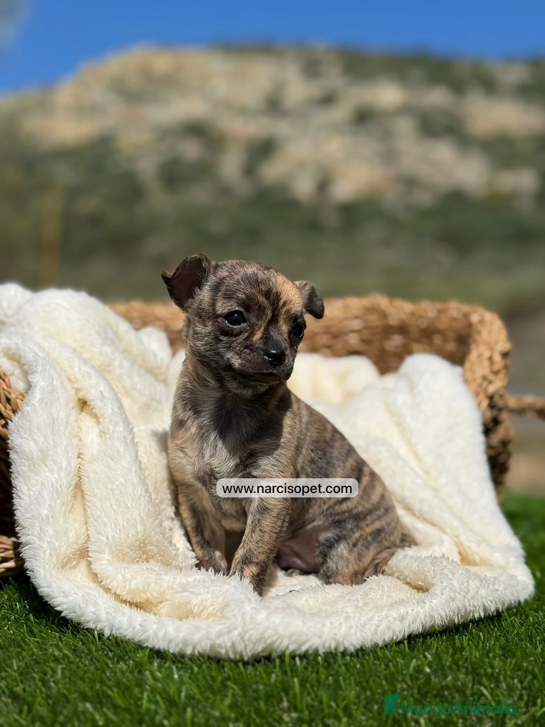 Chihuahua perros en venta: CHIHUAHUA - Anuncio 2