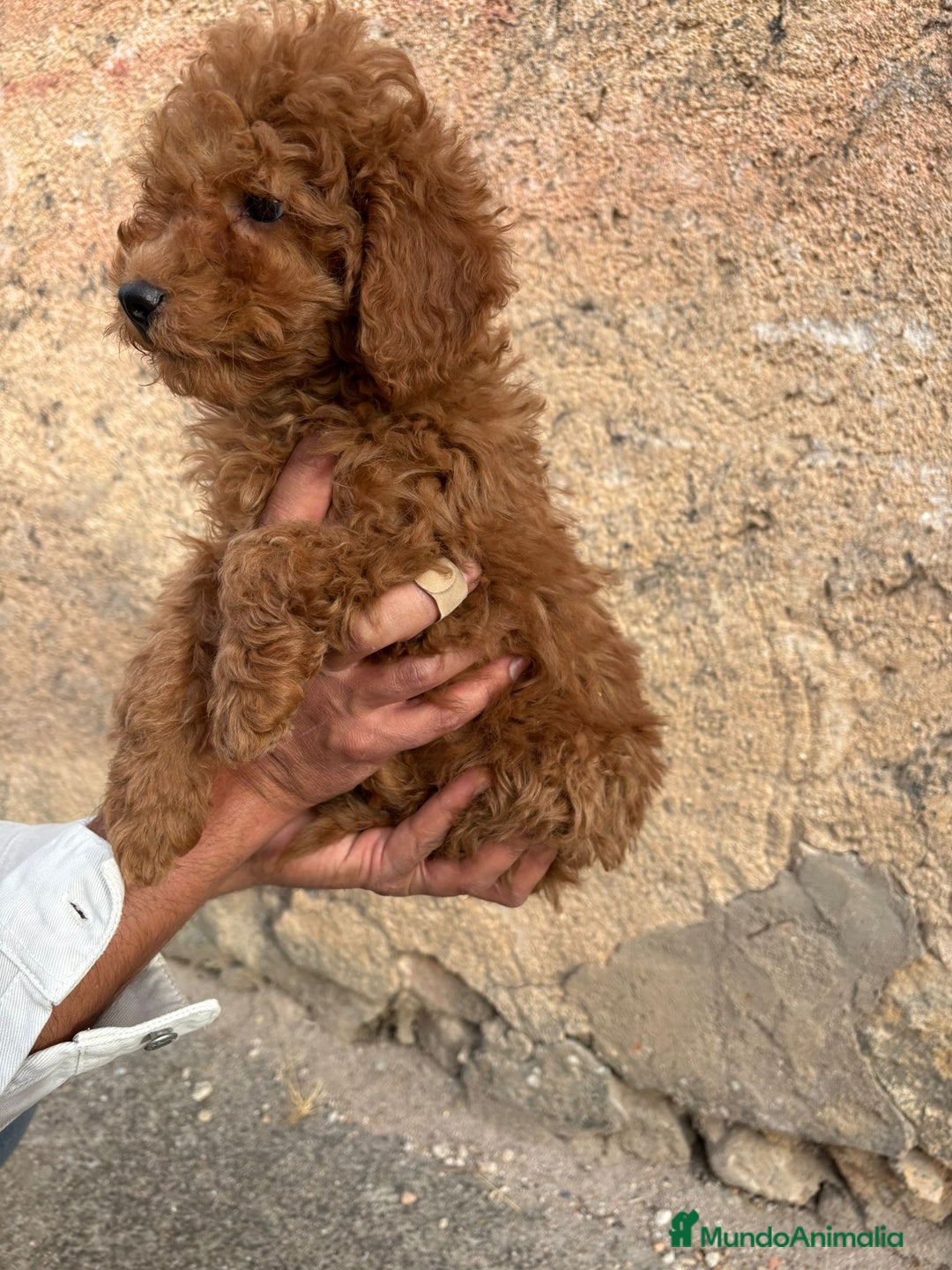Caniche Toy perros en venta: Solo gente interesada - Imagen 4