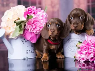 Teckel Miniatura perros TECKEL MINIATURA ( TODA ESPAÑA ) - Anuncio 26