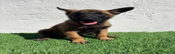 Pastor Belga Malinois perros en venta: Pastor Belga Malinois - Anuncio 12