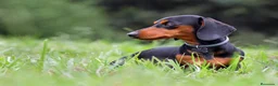 Teckel Miniatura perros en venta: Teckel miniatura Madrid listo para entregar  - Anuncio 1