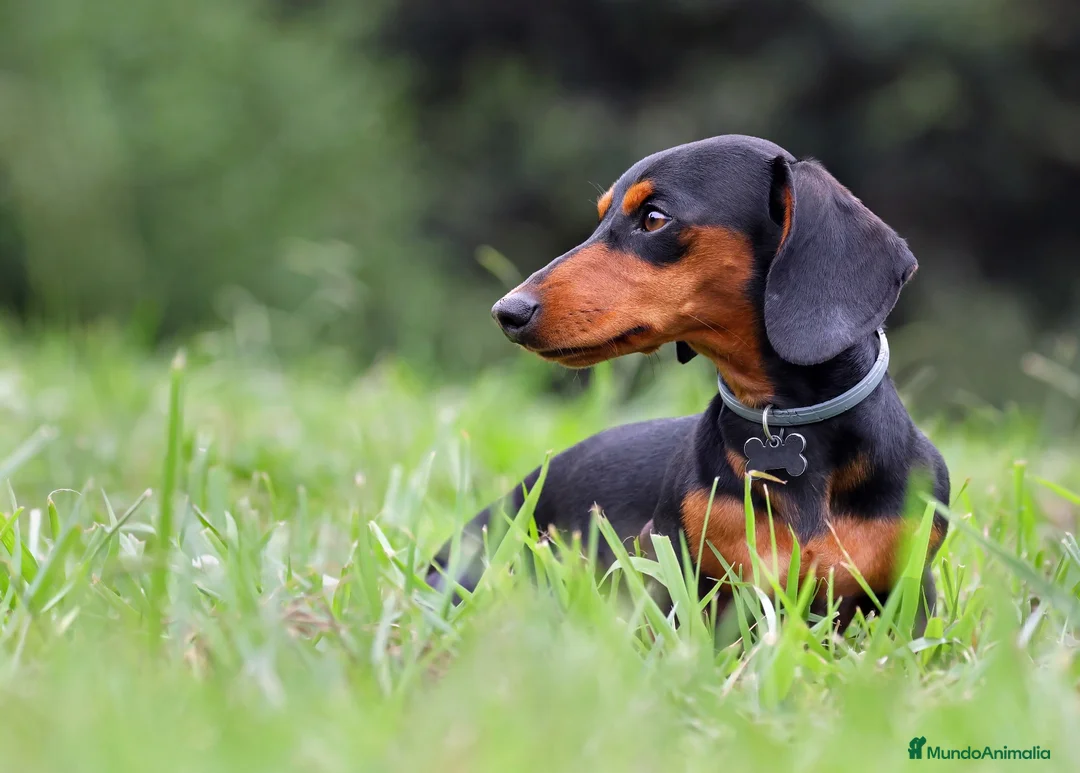 Teckel Miniatura perros en venta: Teckel miniatura Madrid listo para entregar  - Anuncio 1