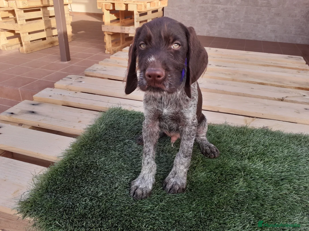 Braco Alemán de Pelo Duro perros en venta: Cachorros de DRAHTHAAR  - Anuncio 2