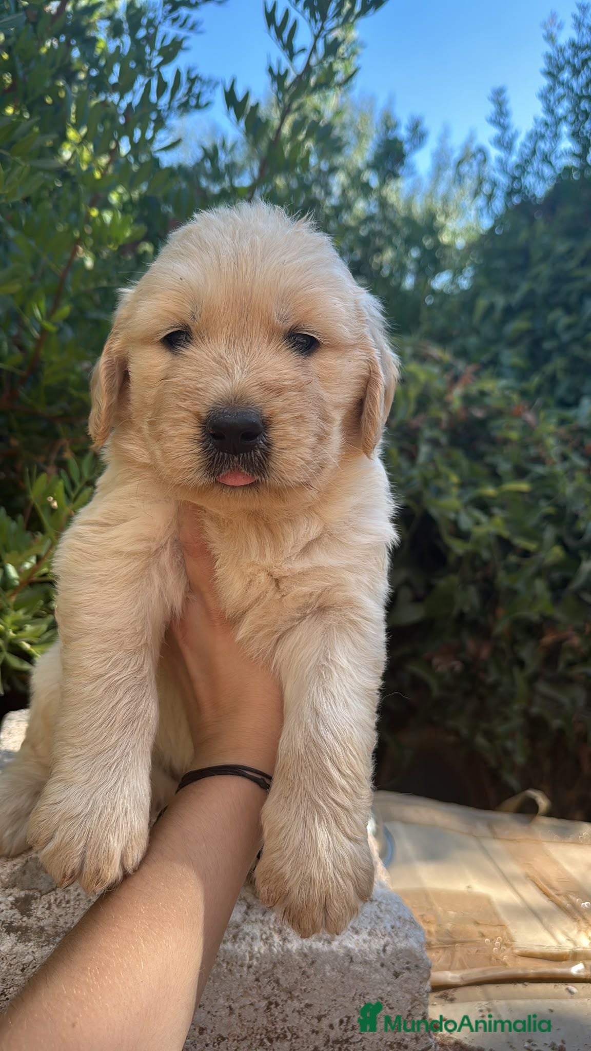 Golden Retriever perros Golden Retriever - Anuncio 1