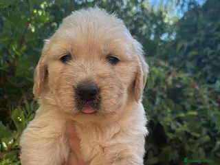 Golden Retriever perros Golden Retriever - Anuncio 1