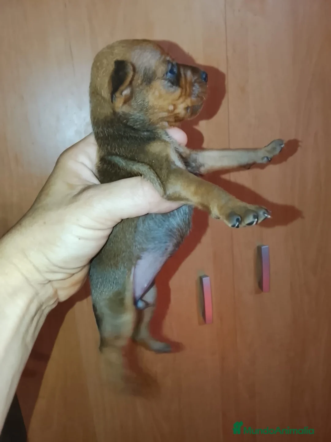 Pinscher Miniatura perros en venta: Mini pinche Rojo  - Anuncio 5