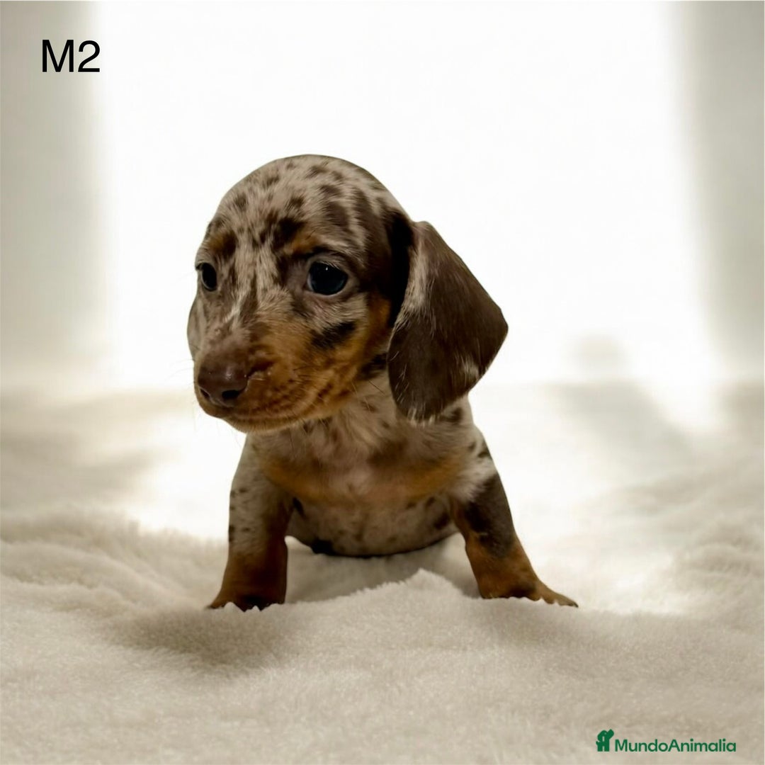 Teckel perros en venta: Camada teckel mini - Anuncio 8