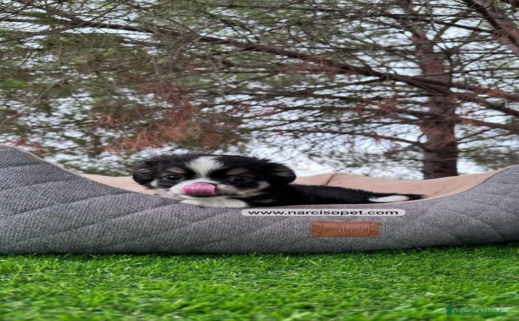 Chihuahua perros - Anuncio 1