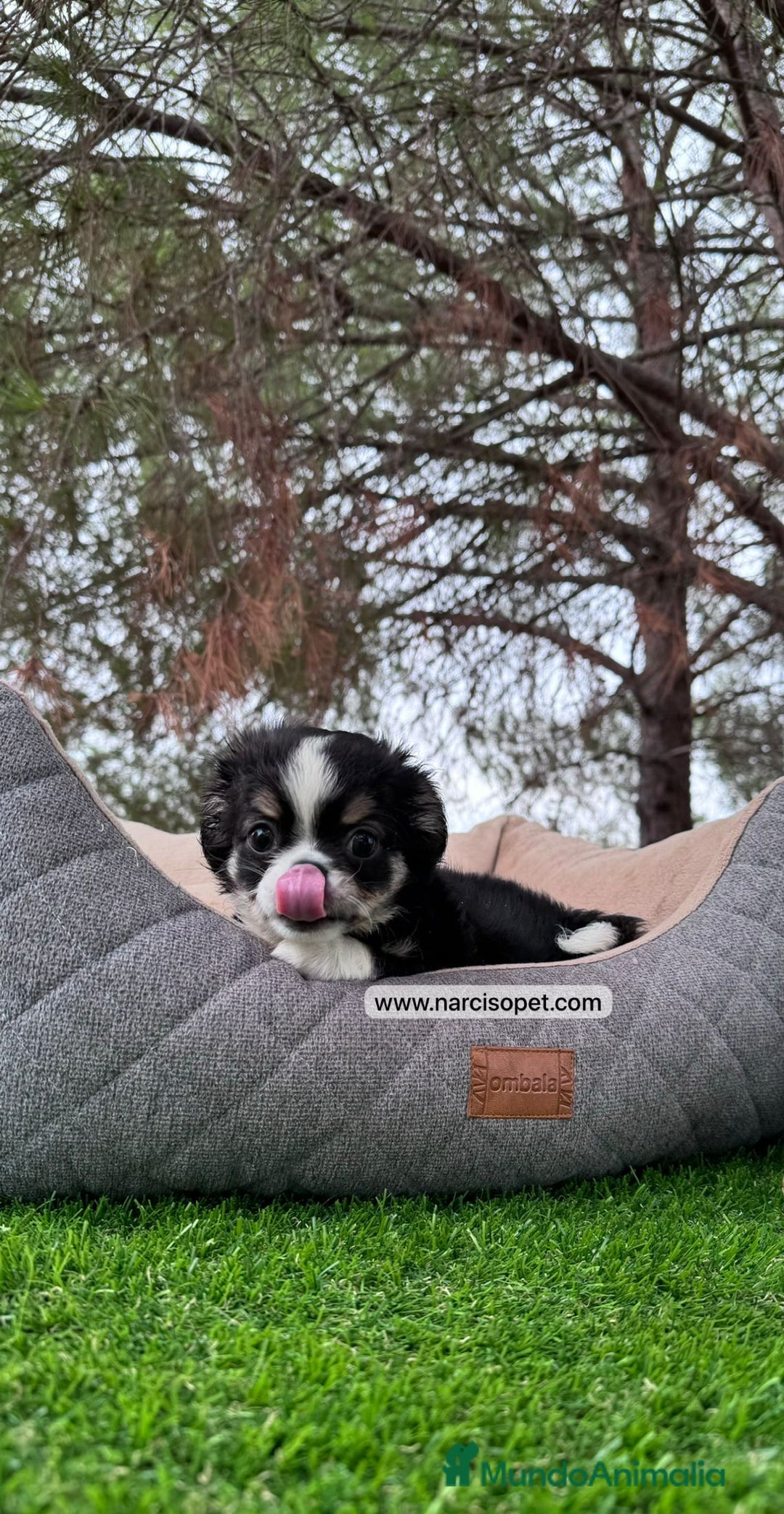 Chihuahua perros en venta: CHIHUAHUA PELO LARGO TOY - Imagen 1