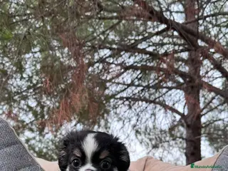 Chihuahua perros CHIHUAHUA PELO LARGO TOY - Anuncio 10