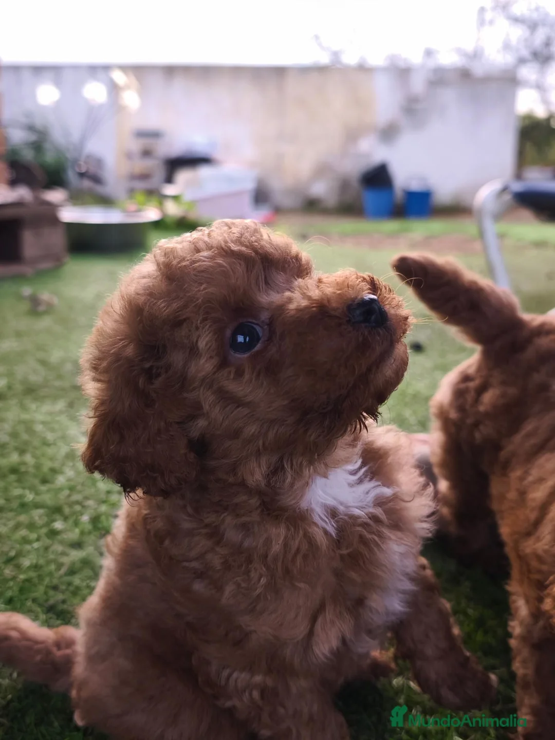 Caniche Toy perros en venta: Cachorros caniches toys rojos - Anuncio 9