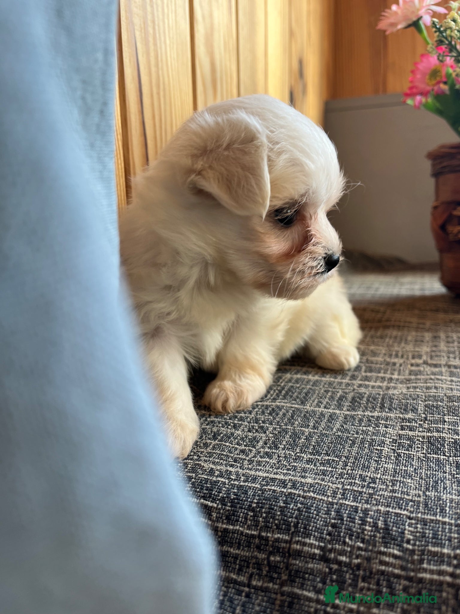 Bichón Maltés perros Bichón Maltés  - Anuncio 2