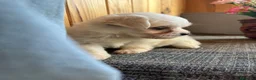 Bichón Maltés perros en venta: Bichón Maltés  - Anuncio 1