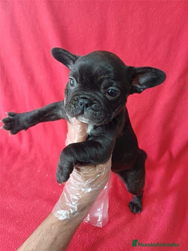 Bulldog Francés perros Bulldog Francés  - Anuncio 10