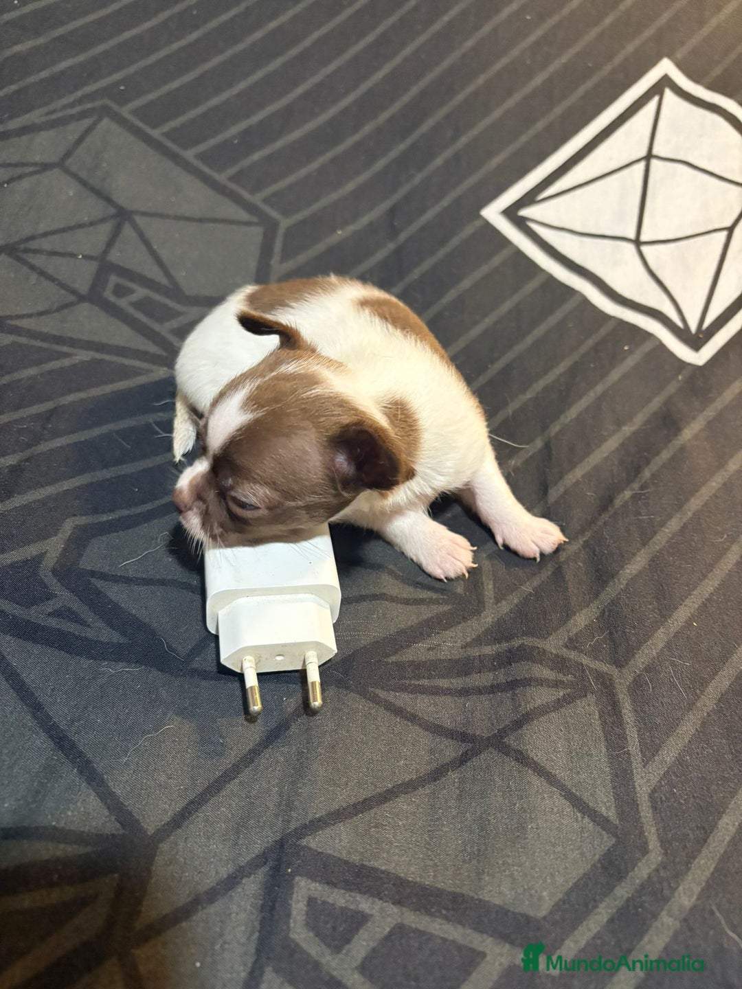 Chihuahua perros en venta: Chihuahua toy linea rusa  - Imagen 2