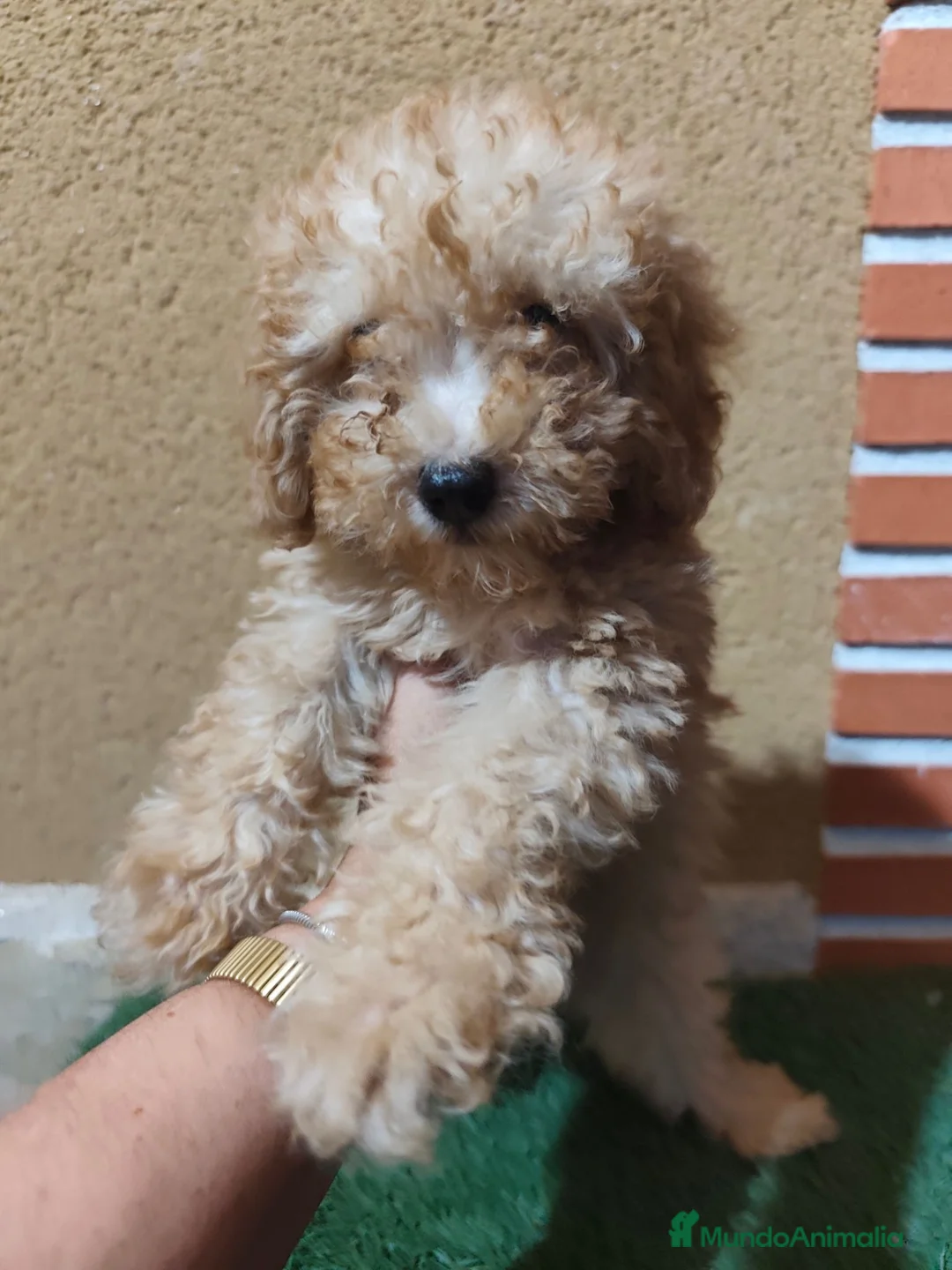 Caniche Toy perros en venta: CANICHE TOY 🧡🧡🧡🧡 en Alicante - Anuncio 2