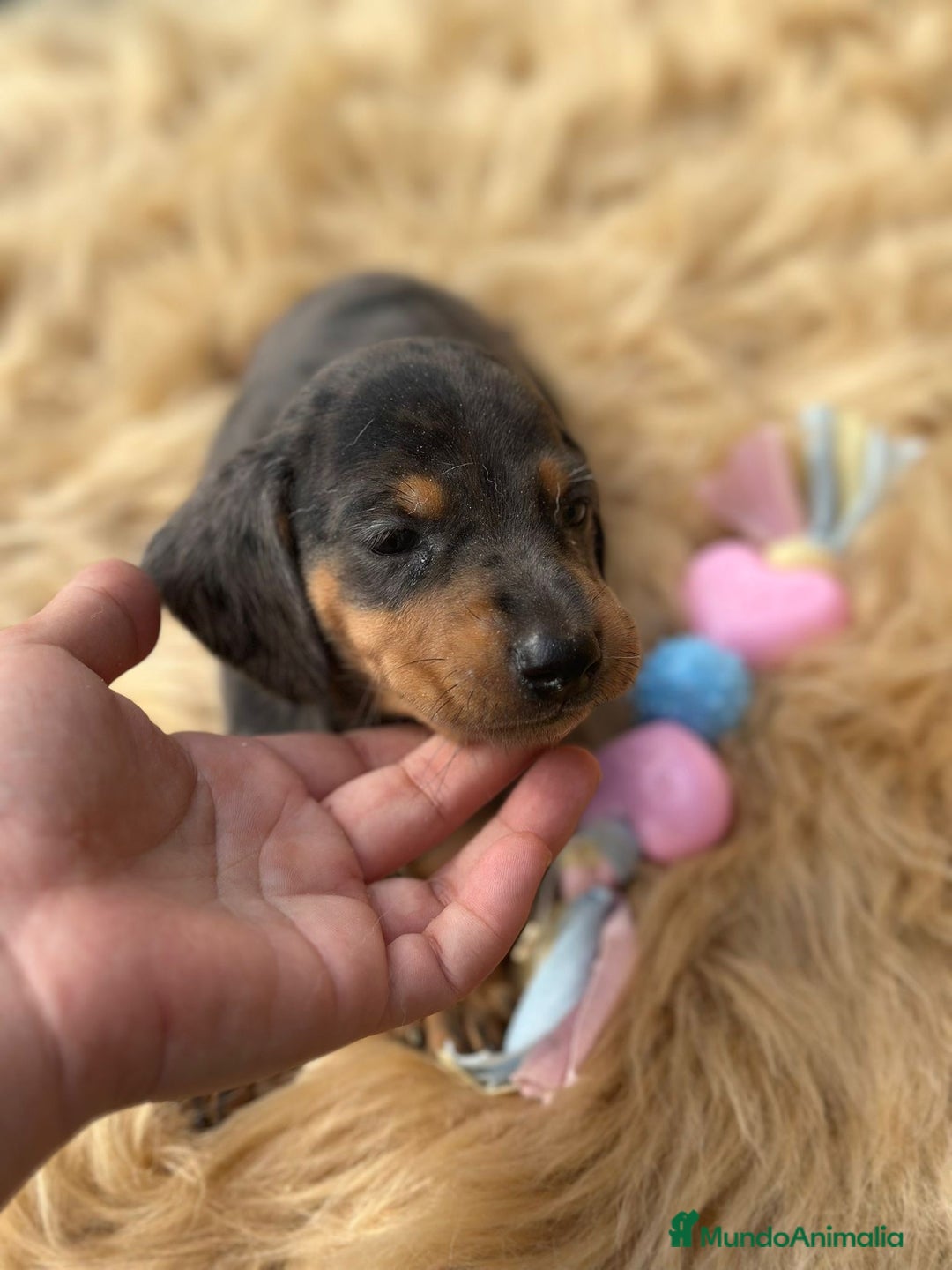 Teckel Miniatura perros en venta: TECKEL MINIATURA DISPONIBLES - Imagen 7