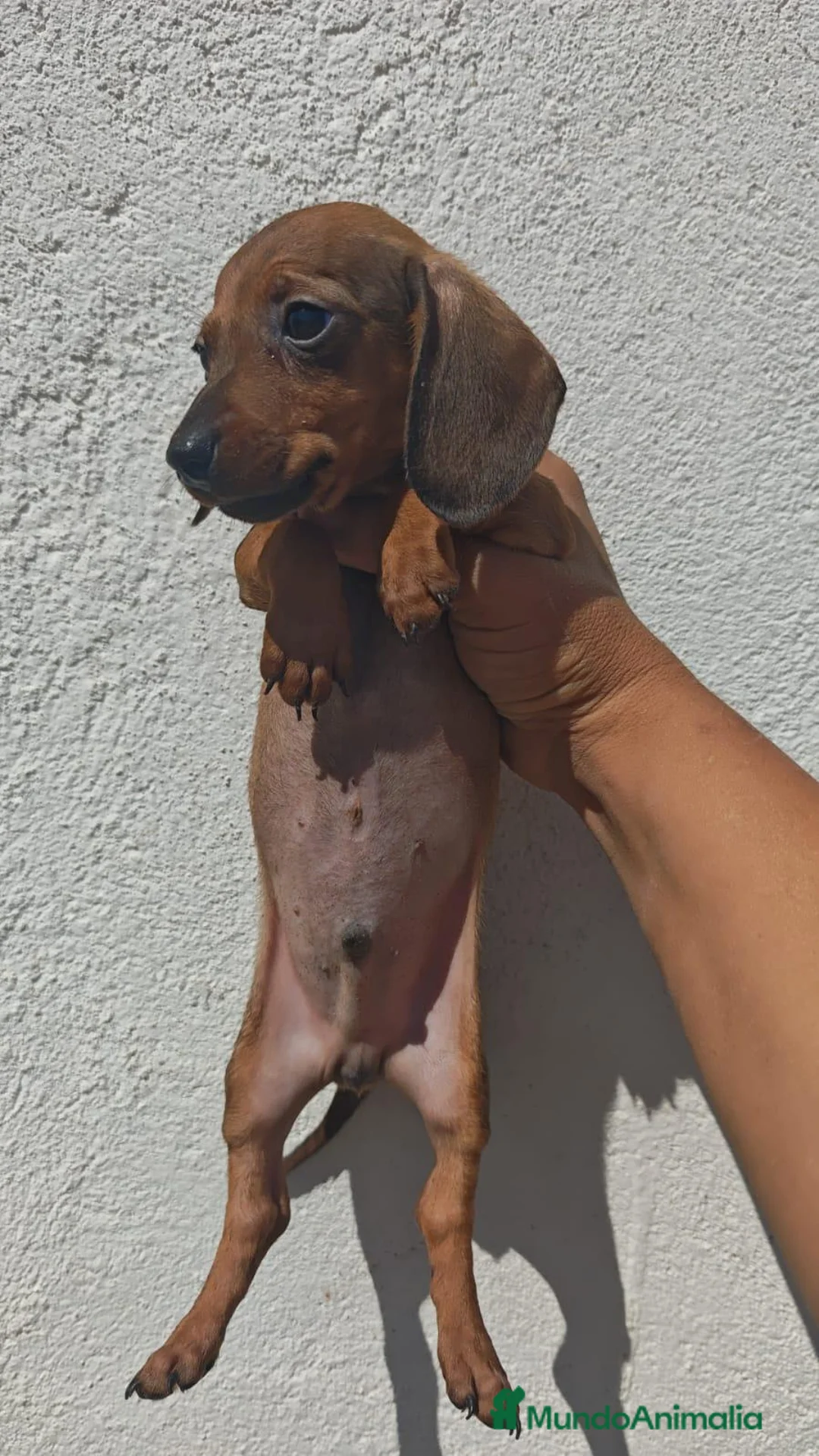 Teckel Miniatura perros en adopcion: Teckel mini - Anuncio 1