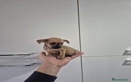 Chihuahua perros en venta: Chihuahua toy - Anuncio 5