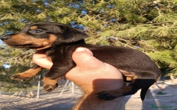 Teckel perros en venta: Teckels miniatura  - Imagen 4