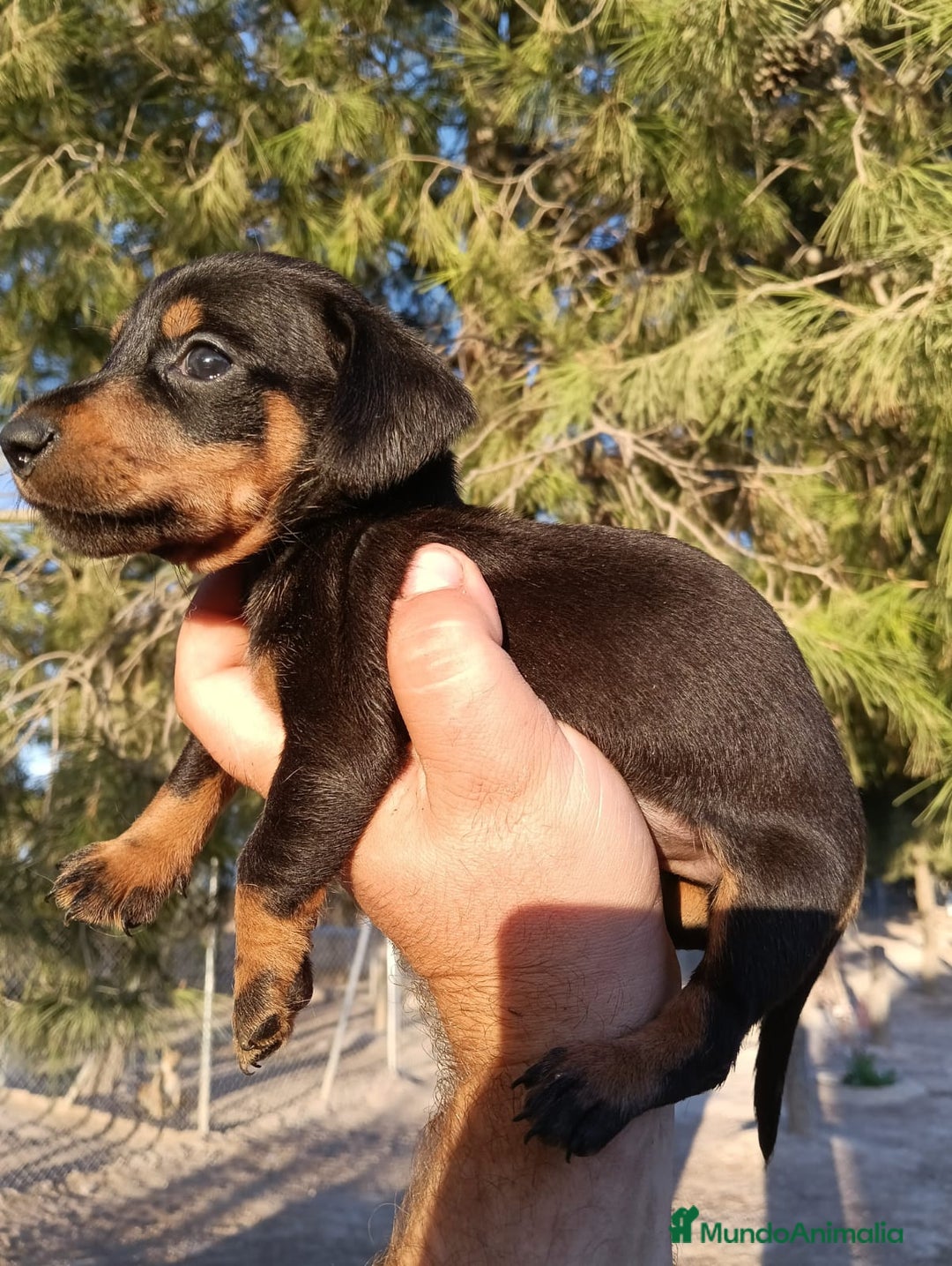 Teckel perros en venta: Teckels miniatura  - Imagen 4