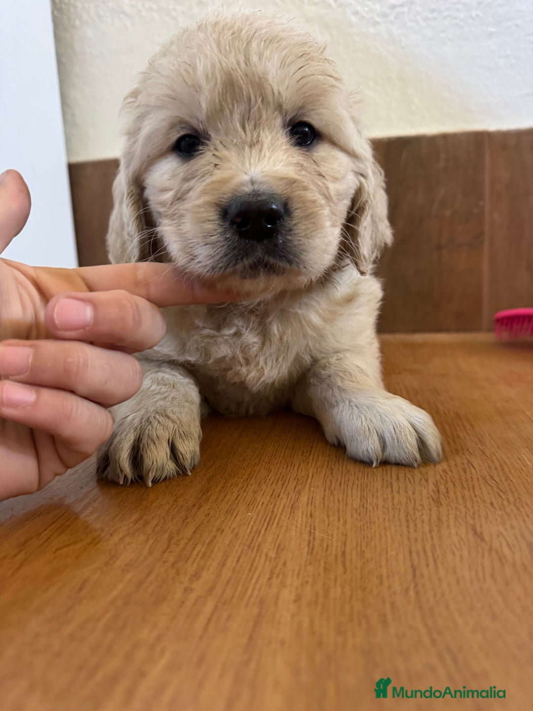 Golden Retriever perros en venta: golden retriever  - Anuncio 8