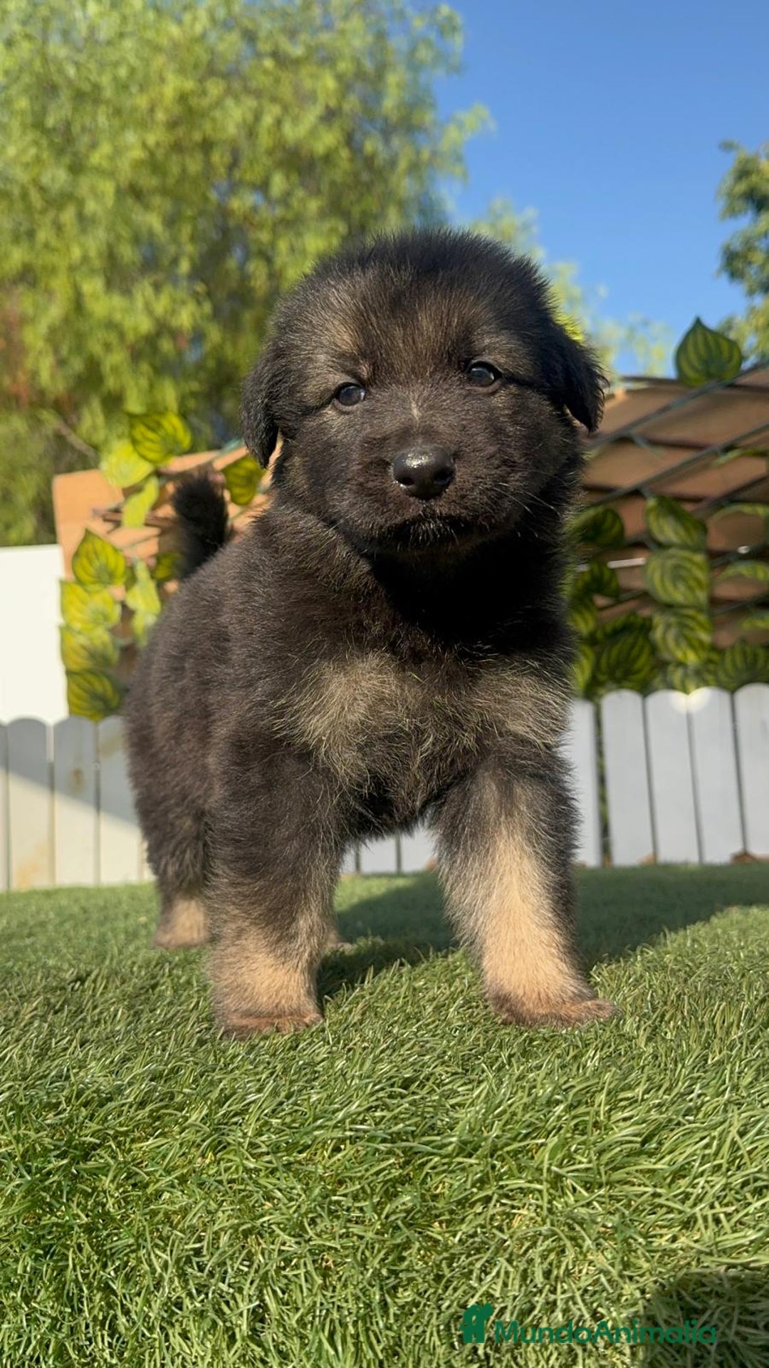 Pastor Alemán perros en venta: PASTOR ALEMAN - Imagen 3