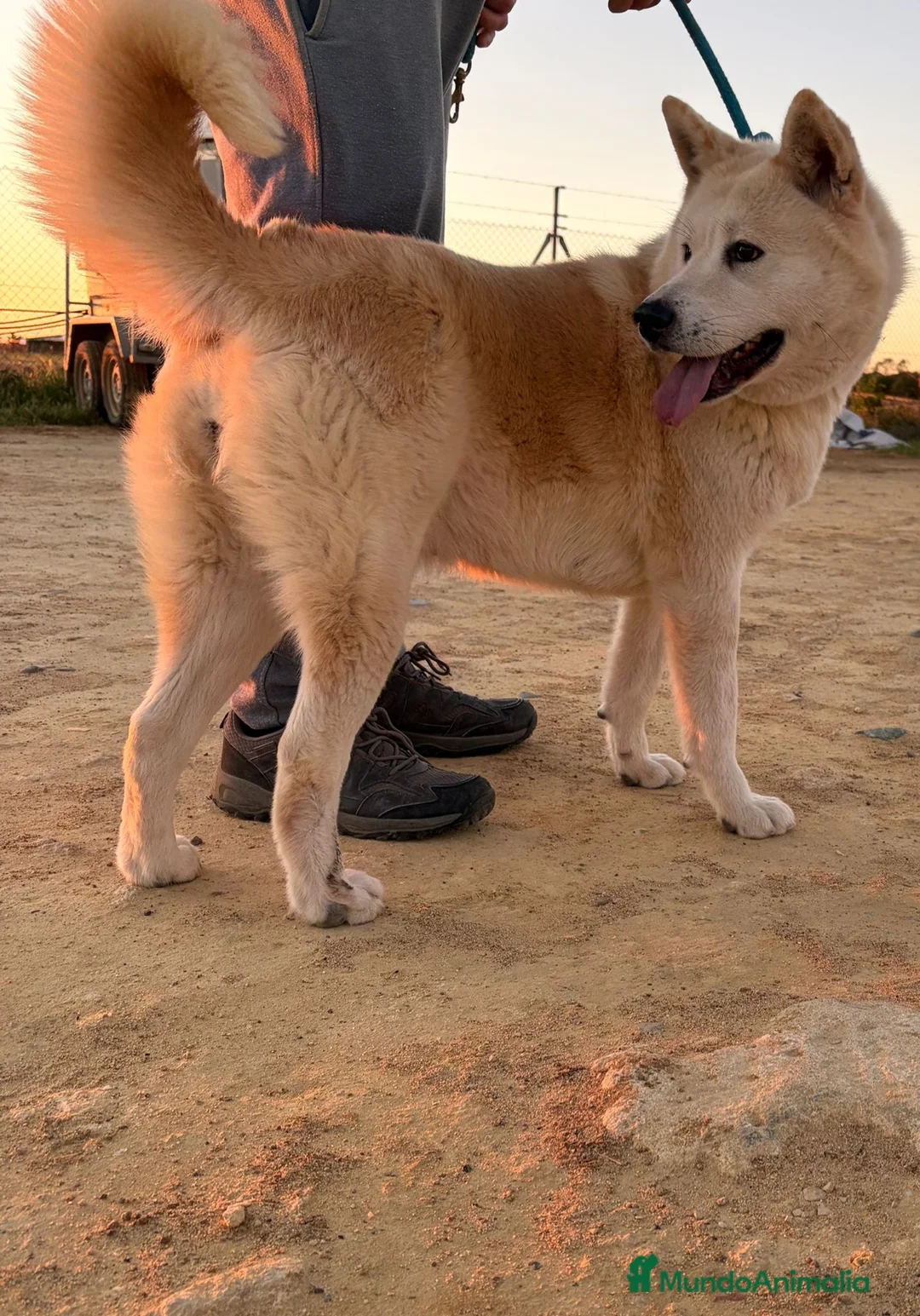 Akita Inu perros en venta: Akita inu - Anuncio 2