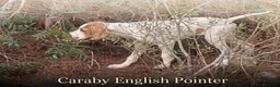 Pointer perros en venta: Pointer inglés CARABY  - Anuncio 4
